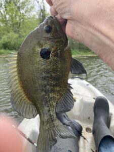 Hybrid bluegill caught on a lead free micro jig from Glasswater Angling Lead Free Fishing