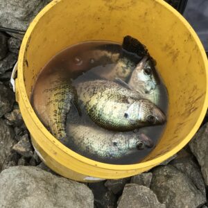 Bucket of white crappie caught on Glasswater Angling lead free Jester Jigs