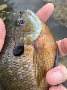 Bluegill lead free fishing with Jester Jigs Glasswater Angling